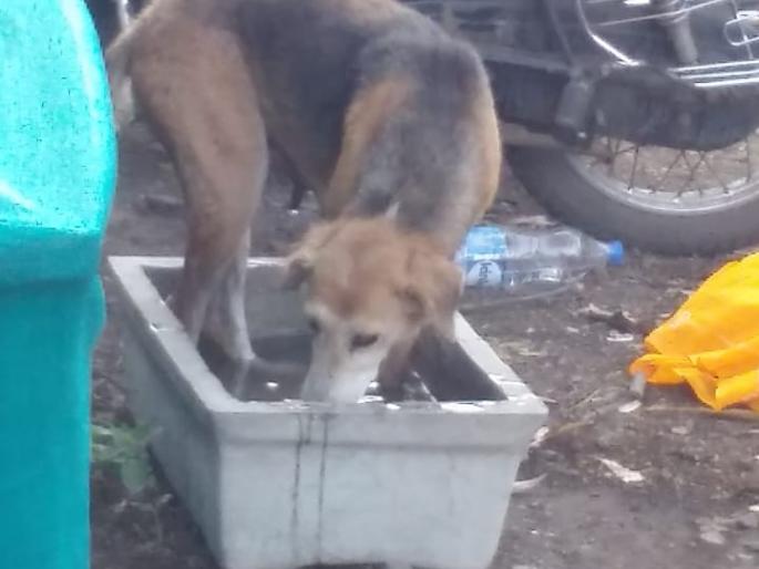Jitendra started distributing drinking water for animals and birds in summer in jalgaon | जळगावमध्ये ‘लॉकडाऊन’मध्ये चपात्यांचा जलसा...उन्हात जनावरांना तृप्तीचा आसरा... Jitendra started distributing drinking water for animals and birds in summer in jalgaon | जळगावमध्ये ‘लॉकडाऊन’मध्ये चपात्यांचा जलसा...उन्हात जनावरांना तृप्तीचा आसरा...