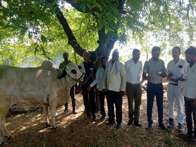 Lumpy attack on livestock in Shirur Anantapal; So far 665 livestock affected | शिरूर अनंतपाळात पशुधनावर लम्पीचा विळखा; आतापर्यंत ६६५ पशुधन बाधित Lumpy attack on livestock in Shirur Anantapal; So far 665 livestock affected | शिरूर अनंतपाळात पशुधनावर लम्पीचा विळखा; आतापर्यंत ६६५ पशुधन बाधित