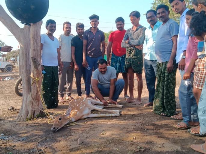 Deer came in search of water in gadchiroli | दबक्या पावलांनी आली... ग्रामस्थांच्या सतर्कतेने पुन्हा जंगलात गेली! Deer came in search of water in gadchiroli | दबक्या पावलांनी आली... ग्रामस्थांच्या सतर्कतेने पुन्हा जंगलात गेली!