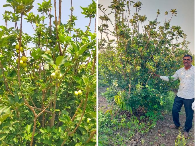 Farmers took inspiration from YouTube; An apple orchard blossomed on stoned land in Marathwada | यूट्युबवरून शेतकऱ्याने घेतली प्रेरणा; मराठवाड्यात माळरानावर बहरली सफरचंदाची बाग Farmers took inspiration from YouTube; An apple orchard blossomed on stoned land in Marathwada | यूट्युबवरून शेतकऱ्याने घेतली प्रेरणा; मराठवाड्यात माळरानावर बहरली सफरचंदाची बाग