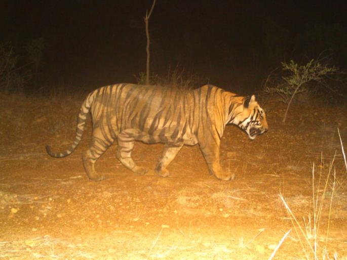 Two cubs found with tigress, leopard; But the tiger is free | वाघीण, बिबट्यासह दोन बछडे सापडले; वाघ मात्र मोकाटच