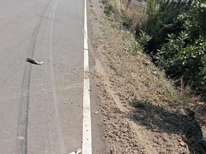 Watersheds dried up in the forest; A deer in search of water died in a collision with a vehicle | जंगलात पाणवठे आटले; पाण्याच्या शोधात रत्यावर आलेल्या हरणाचा वाहनाच्या धडकेत मृत्यू Watersheds dried up in the forest; A deer in search of water died in a collision with a vehicle | जंगलात पाणवठे आटले; पाण्याच्या शोधात रत्यावर आलेल्या हरणाचा वाहनाच्या धडकेत मृत्यू