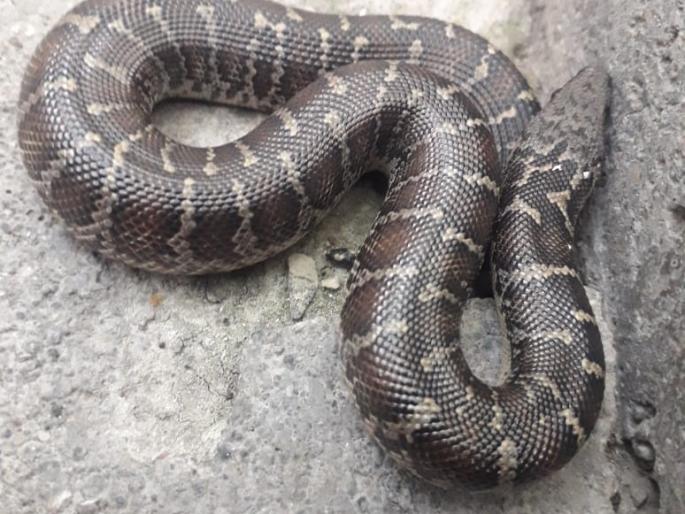 A snake like python found in Solapur | सोलापुरात आढळला अजगरासारखा डुरक्या घोणस A snake like python found in Solapur | सोलापुरात आढळला अजगरासारखा डुरक्या घोणस