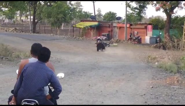 A biker narrowly escaped being attacked by a bear in Buldhana | बुलढाण्यात अस्वलाच्या हल्ल्यातून दुचाकीस्वार थोडक्यात बचावला A biker narrowly escaped being attacked by a bear in Buldhana | बुलढाण्यात अस्वलाच्या हल्ल्यातून दुचाकीस्वार थोडक्यात बचावला