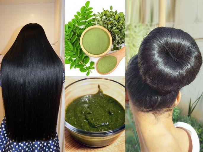 How to use Moringa to promote hair growth : Moringa Benefits For Hair Growth And How To use It . | रोज गळून गळून केस पातळ झाले? शेवग्याच्या पानांचा जादूई फॉर्म्यूला; केस होतील दाट- काळेभोर