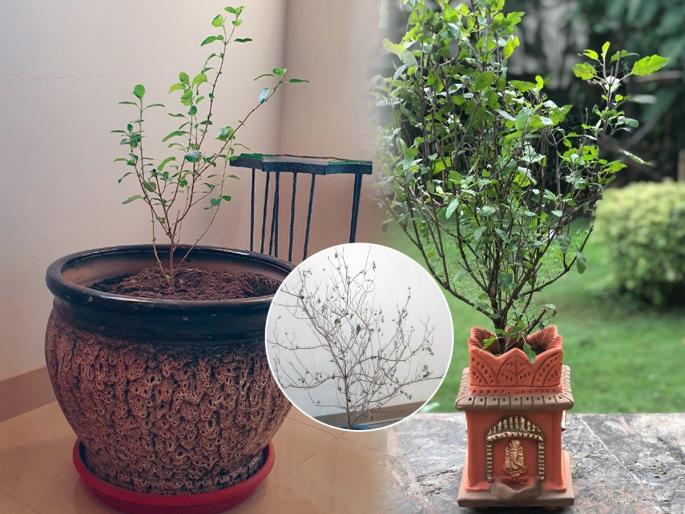How To Grow Tulsi Plant Faster - Plant Care Tips | तुळस कोमेजून जाते? पानं गळतात? ४ उपाय, तुळस वाढेल जोमाने