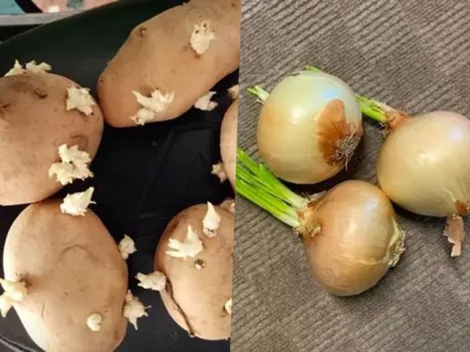 How to Store Potatoes and Onions the Right Way | पावसाळ्यात कांदे - बटाटे लवकर सडतात, कोंब फुटतात? ३ टिप्स, कांदे बटाटे टिकतील भरपूर