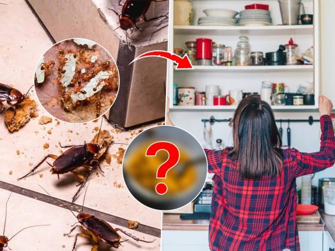 everything you need to know on how to keep the bugs and Insects away this rainy season. | पावसाळ्यात घरभर माश्या-लाइटभोवतीचे किडे फिरतात? करा ४ घरगुती उपाय- किटकांचा त्रास कमी...