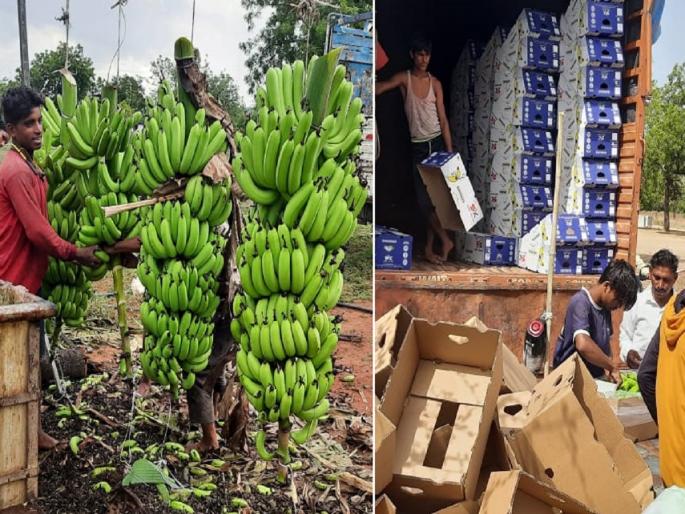 Sweetness of Dandegaon banana abroad; Big demand from the markets of Iran, Iraq and Dubai | दांडेगावच्या केळीचा परदेशात गोडवा; इराण, इराक अन् दुबईच्या बाजारपेठेतून मोठी मागणी Sweetness of Dandegaon banana abroad; Big demand from the markets of Iran, Iraq and Dubai | दांडेगावच्या केळीचा परदेशात गोडवा; इराण, इराक अन् दुबईच्या बाजारपेठेतून मोठी मागणी