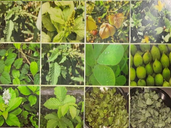 No fertilizer, no spraying; Eat wild vegetables in rainy season, you will be healthy! | ना खत, ना फवारणी; पावसाळ्यात रानभाज्या खा, तब्येत होईल सोन्यावानी! No fertilizer, no spraying; Eat wild vegetables in rainy season, you will be healthy! | ना खत, ना फवारणी; पावसाळ्यात रानभाज्या खा, तब्येत होईल सोन्यावानी!
