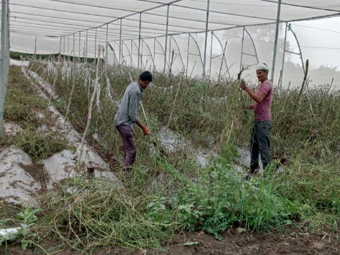 On the tears of the farmer, while getting a good price, Karpa disease ate the tomatoes here | शेतकऱ्यास अश्रू अनावर, चांगला भाव मिळत असताना इकडं करपा रोगाने खाल्ला टोमॅटो On the tears of the farmer, while getting a good price, Karpa disease ate the tomatoes here | शेतकऱ्यास अश्रू अनावर, चांगला भाव मिळत असताना इकडं करपा रोगाने खाल्ला टोमॅटो