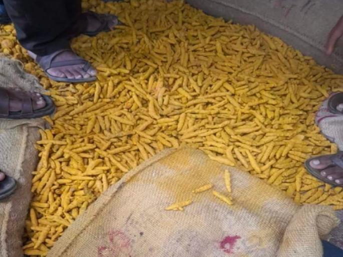 Turmeric reached 20,000 in Wasmat bit; Farmers rejoice as prices rise | हळदीला ‘सुवर्ण काळ’! वसमतच्या बिटात २० हजारांवर भाव मिळाल्याने शेतकऱ्यांत आनंदोत्सव Turmeric reached 20,000 in Wasmat bit; Farmers rejoice as prices rise | हळदीला ‘सुवर्ण काळ’! वसमतच्या बिटात २० हजारांवर भाव मिळाल्याने शेतकऱ्यांत आनंदोत्सव