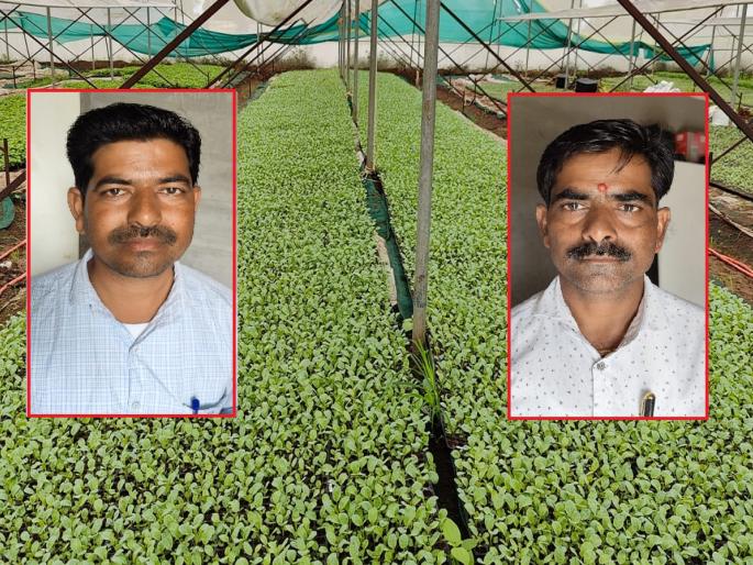 Siblings earn lakhs of rupees a month by setting up nurseries, breaking traditional agriculture | पारंपारिक शेतीला फाटा, रोपवाटिका उभारून भावंड कमवतात महिन्याला लाखो रुपये Siblings earn lakhs of rupees a month by setting up nurseries, breaking traditional agriculture | पारंपारिक शेतीला फाटा, रोपवाटिका उभारून भावंड कमवतात महिन्याला लाखो रुपये