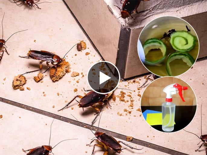 How to Get Rid of Cockroaches, Home remedies for Cockroaches, Natural ways to get rid of Cockroaches | झुरळांमुळे हैराण झालात? घरातल्या फक्त ४ गोष्टी वापरा, झुरळ होतील गायब 