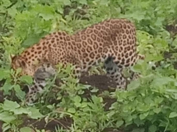 A leopard that entered Shet Shivara in Vardhya breathed its last | वर्ध्यात शेत शिवारात एन्ट्री केलेल्या बिबट्याने घेतला अखेरचा श्वास A leopard that entered Shet Shivara in Vardhya breathed its last | वर्ध्यात शेत शिवारात एन्ट्री केलेल्या बिबट्याने घेतला अखेरचा श्वास