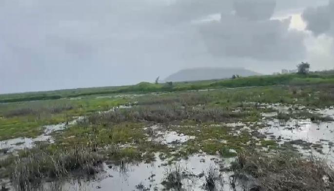 Salt water in thousands of acres of agriculture due to the bursting of the embankment due to the eruption of sea water | उधाणाच्या तडाख्याने बांधबंदिस्ती फुटल्याने हजारो एकर शेतीत खारे पाणी, शेतकरी हवालदिल Salt water in thousands of acres of agriculture due to the bursting of the embankment due to the eruption of sea water | उधाणाच्या तडाख्याने बांधबंदिस्ती फुटल्याने हजारो एकर शेतीत खारे पाणी, शेतकरी हवालदिल