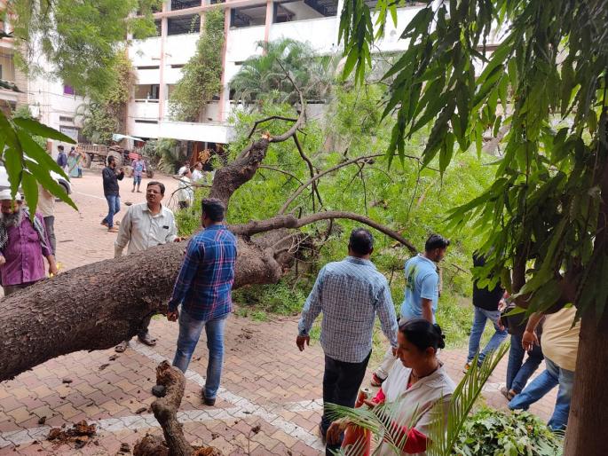 A tree fell suddenly in the municipal area; Incidentally, five women survived | महापालिका परिसरातील झाड अचानक कोसळले; प्रसंगावधानाने पाच महिला बचावल्या A tree fell suddenly in the municipal area; Incidentally, five women survived | महापालिका परिसरातील झाड अचानक कोसळले; प्रसंगावधानाने पाच महिला बचावल्या