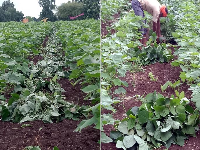 Monkeys ate the nuts; What to do with just sticks? Angry farmers | वानरांनी शेंगा खाल्ल्या; नुसतं काडं ठेवून काय करू? शेतकऱ्यांचा संतप्त सवाल Monkeys ate the nuts; What to do with just sticks? Angry farmers | वानरांनी शेंगा खाल्ल्या; नुसतं काडं ठेवून काय करू? शेतकऱ्यांचा संतप्त सवाल