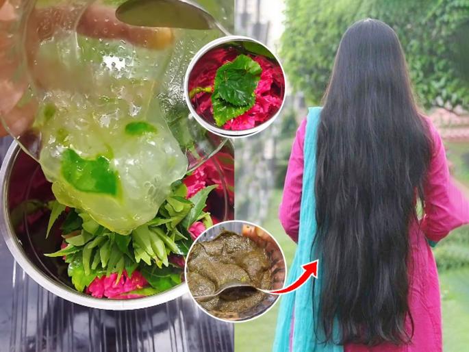 Natural Ways for Great Hair : Home made hair pack for hair growth hibiscus for hair growth | कंगवा फिरवताच केस घरभर पसरतात? जास्वंदाचा 'हा' पॅक लावा-गळणं थांबेल, दाट होतील केस