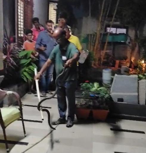 Nag, Dhaman entered the house to hunt the lovebird in akola | अकोल्यात लव्हबर्डच्या शिकारीसाठी नाग, धामण शिरले घरात Nag, Dhaman entered the house to hunt the lovebird in akola | अकोल्यात लव्हबर्डच्या शिकारीसाठी नाग, धामण शिरले घरात