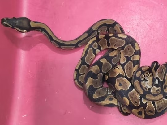 72 exotic snakes 6 capuchin monkeys found stuffed in bag at bengaluru airport | खळबळजनक! 17 किंग कोब्रा, 55 अजगर, 6 माकडं: विमानतळावरील बॅग पाहून सर्वच हादरले 72 exotic snakes 6 capuchin monkeys found stuffed in bag at bengaluru airport | खळबळजनक! 17 किंग कोब्रा, 55 अजगर, 6 माकडं: विमानतळावरील बॅग पाहून सर्वच हादरले