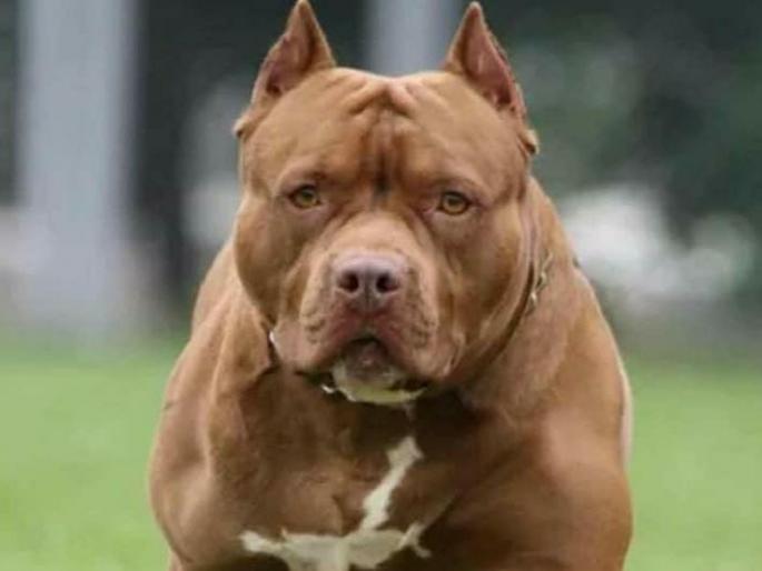 seven year old kid attacked by pitbull in hansi face had plastic surgery | भयंकर! 7 वर्षांच्या मुलावर पिटबुलचा जीवघेणा हल्ला; ओठांची करावी लागली सर्जरी seven year old kid attacked by pitbull in hansi face had plastic surgery | भयंकर! 7 वर्षांच्या मुलावर पिटबुलचा जीवघेणा हल्ला; ओठांची करावी लागली सर्जरी