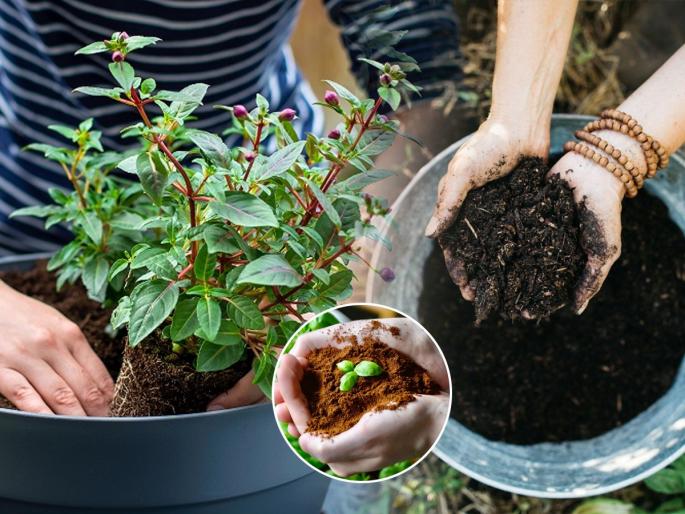 3 Things that helps for plan's growth, 3 ingredients of our kitchen that helps plants to blossom | कुंडीतल्या मातीत मिसळा ३ पदार्थ, तुमच्या छोट्याशा बागेतही फुलतील भरपूर फुलं- झाडं वाढतील जोमानं