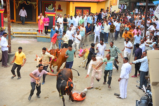the gun and the bulls ran in the race! in jalgaon | बंदुकीचा बार फुटला अन् शर्यतीत बैल धावले!