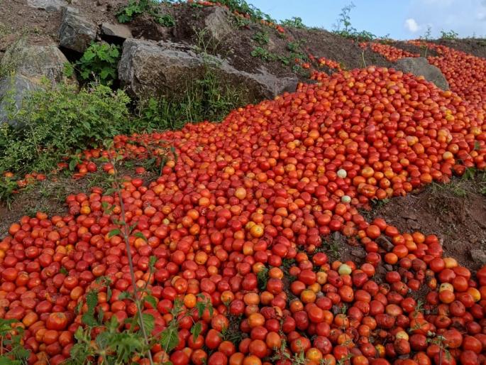The farmer threw three and a half thousand kilos of tomatoes on the road! Impact of government policies | शेतकऱ्याने साडेतीन हजार किलो टोमॅटो फेकले रस्त्यावर! सरकारच्या धोरणाचा फटका The farmer threw three and a half thousand kilos of tomatoes on the road! Impact of government policies | शेतकऱ्याने साडेतीन हजार किलो टोमॅटो फेकले रस्त्यावर! सरकारच्या धोरणाचा फटका
