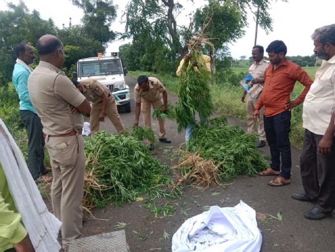 intercropping of hemp in turmeric crop; One and a half lakh trees confiscated | हळदीच्या पिकात गांजाचे आंतरपीक; दीड लाखांची झाडे जप्त intercropping of hemp in turmeric crop; One and a half lakh trees confiscated | हळदीच्या पिकात गांजाचे आंतरपीक; दीड लाखांची झाडे जप्त