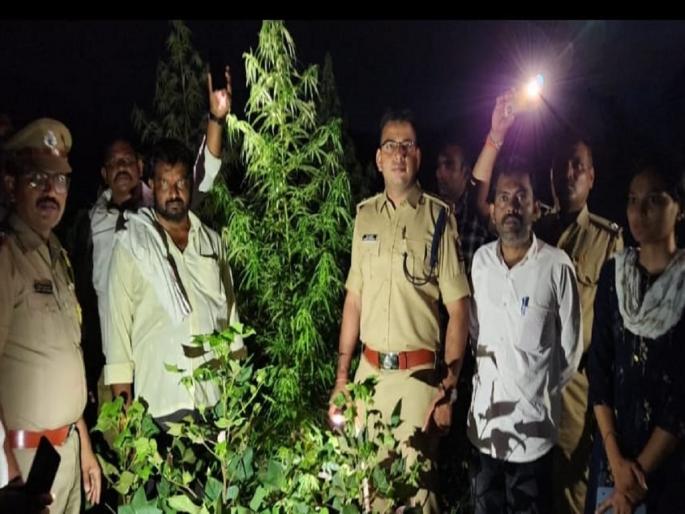 Cultivation of ganja in cotton crop in Karchundi Shivara, case registered against 4 farmers | करचुंडी शिवारात कपाशीच्या पिकात गांजाची लागवड, ४ शेतकऱ्यांवर गुन्हा दाखल  Cultivation of ganja in cotton crop in Karchundi Shivara, case registered against 4 farmers | करचुंडी शिवारात कपाशीच्या पिकात गांजाची लागवड, ४ शेतकऱ्यांवर गुन्हा दाखल