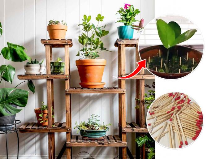 How to Use Matchsticks in plants : Smart Gardening Tips and Tricks | झाडं लगेच सुकतात, फुलं उगवत नाही? माचिस काड्यांची सोपी ट्रिक, भराभर वाढतील घरातील रोपं