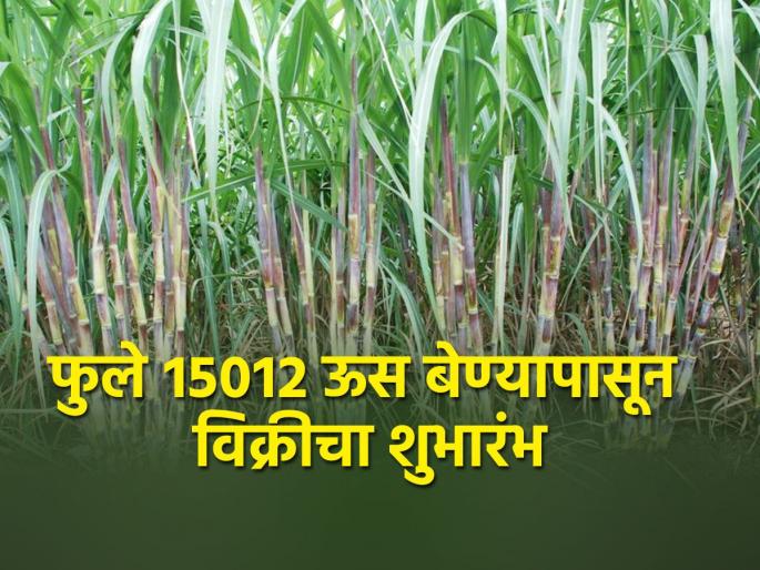 Sale of sugarcane seeds started at Padegaon central sugarcane research center | पाडेगाव मध्यवर्ती ऊस संशोधन केंद्रात ऊस बियाणे विक्री सुरु