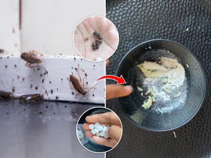 How to Remove Cockroaches from Home : Home Remedies for Cockroaches Control in Kitchen | घरात बारीक बारीक झुरळांचा सुळसुळाट झालाय? करा फक्त १ उपाय, झुरळं कायमची घराबाहेर पळतील