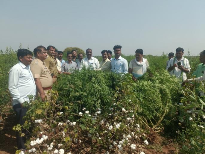 Cultivation of ganja in cotton fields, 37 lakh ganja seized | कपाशीच्या शेतात गांजाची लागवड, छाप्यात ३७ लाखांचा गांजा जप्त Cultivation of ganja in cotton fields, 37 lakh ganja seized | कपाशीच्या शेतात गांजाची लागवड, छाप्यात ३७ लाखांचा गांजा जप्त