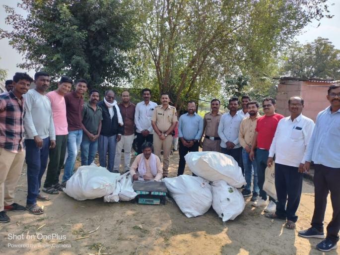 Cultivation of ganja in cotton field in Khanapur, 70 kg of ganja seized | खानापूर येथे कपाशीच्या शेतात गांजाची लागवड, ७० किलो गांजा जप्त Cultivation of ganja in cotton field in Khanapur, 70 kg of ganja seized | खानापूर येथे कपाशीच्या शेतात गांजाची लागवड, ७० किलो गांजा जप्त