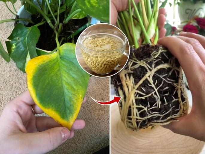 Treating yellow leaves with home remedies, Why green leaves becomes yellow? How to increase flowering? How To Grow Plants Faster and Bigger At Home | 'या' २ गोष्टींमुळे कुंडीतल्या झाडांची पानं पिवळी पडतात, फुलं येत नाहीत! बघा नेमकं काय चुकतं..