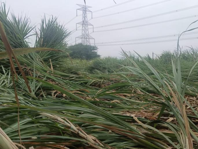 Unseasonal rains killed 24 animals; Collapse of 25 houses | अवकाळी पावसाने २४ जनावरे दगावली; २५ घरांची पडझड Unseasonal rains killed 24 animals; Collapse of 25 houses | अवकाळी पावसाने २४ जनावरे दगावली; २५ घरांची पडझड