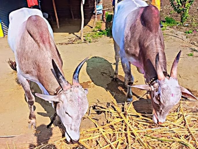 A couple of Kilar bullocks bought for one lakh a week ago, the power line broke, death on the spot | आठवडाभरापूर्वी एक लाखात घेतलेल्या खिलार बैलजोडीवर विद्युतवाहिनी तुटून पडली, जागीच मृत्यू A couple of Kilar bullocks bought for one lakh a week ago, the power line broke, death on the spot | आठवडाभरापूर्वी एक लाखात घेतलेल्या खिलार बैलजोडीवर विद्युतवाहिनी तुटून पडली, जागीच मृत्यू