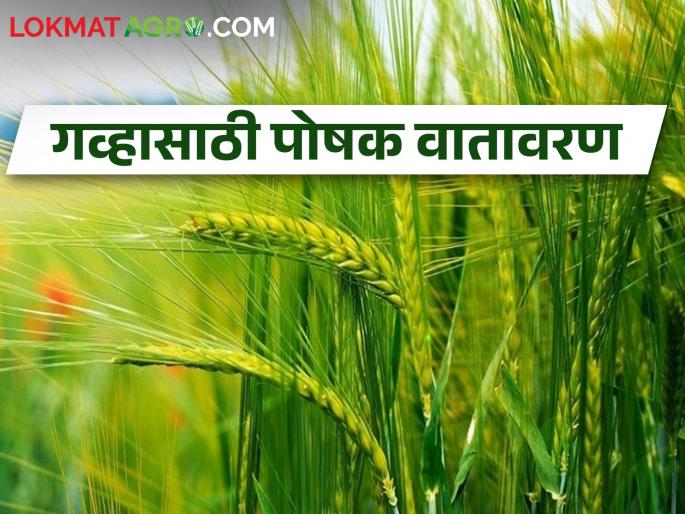 The force of cold increased, the wheat crop was vigorous | थंडीचा जोर वाढला, गहू पीक जोमदार  The force of cold increased, the wheat crop was vigorous | थंडीचा जोर वाढला, गहू पीक जोमदार