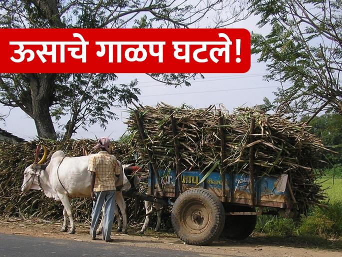 Why does anyone give sugarcane sugarcane... Factories fell down sugarcane! | कोणी ऊस देता का ऊस... कारखाने पडले ओस! Why does anyone give sugarcane sugarcane... Factories fell down sugarcane! | कोणी ऊस देता का ऊस... कारखाने पडले ओस!