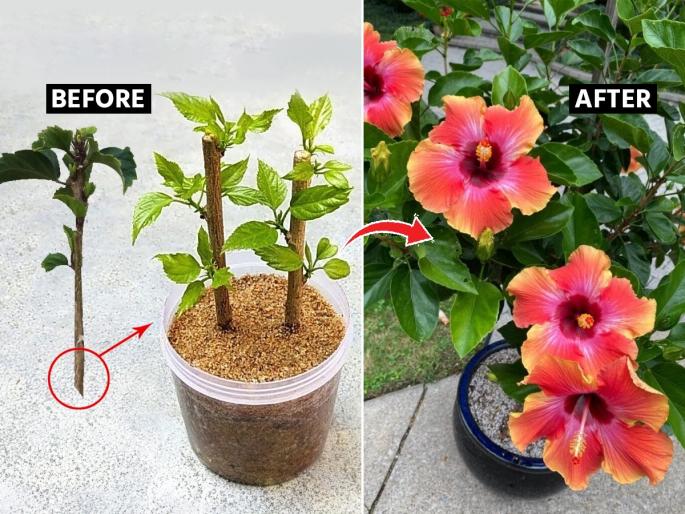 How Grow Hibiscus Plant Faster : How to make Hibiscus Bloom How to Increase Hibiscus Blooms | जास्वंदाच्या रोपाला काळ्या मुंग्या लागतात-फुलंच येत नाही? मातीत 'हा' पदार्थ मिसळा, फुलांनी बहरेल रोप