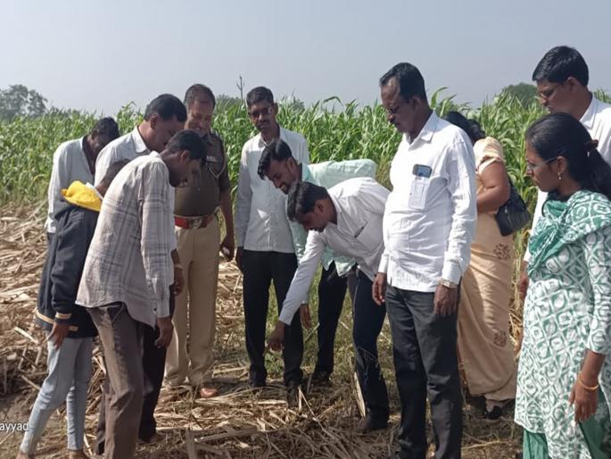 20 goats killed in leopard attack; Panic in the area including Rampimpalgaon for 5 days | बिबट्याच्या हल्ल्यात २० शेळयांचा मृत्यू; रामपिंपळगावसह परिसरात ५ दिवसांपासून दहशत 20 goats killed in leopard attack; Panic in the area including Rampimpalgaon for 5 days | बिबट्याच्या हल्ल्यात २० शेळयांचा मृत्यू; रामपिंपळगावसह परिसरात ५ दिवसांपासून दहशत