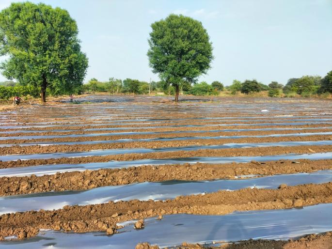 Such determination should be! Due to depletion of water resources, fishing is in danger, fishermen have taken up watermelon farming | अशी असावी जिद्द! पाणीसाठा कमी झाल्याने मासेमारी धोक्यात, मच्छीमारांनी केली टरबूज शेती