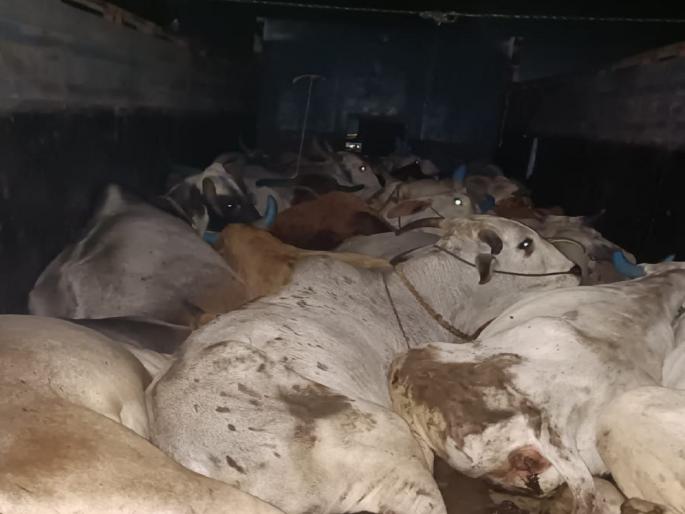 130 animals taken for slaughter were smuggled to Hyderabad | कत्तलीसाठी नेणाऱ्या १३० जनावरांना जीवदान, हैदराबादला केली जात होती तस्करी 130 animals taken for slaughter were smuggled to Hyderabad | कत्तलीसाठी नेणाऱ्या १३० जनावरांना जीवदान, हैदराबादला केली जात होती तस्करी