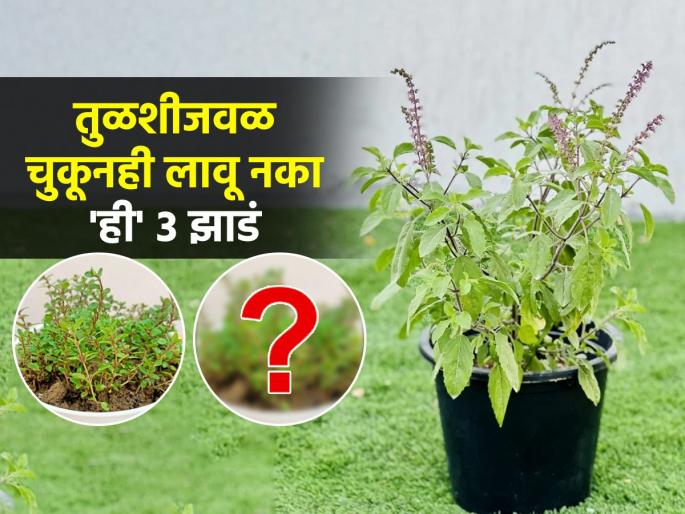 How to Save Tulsi Plant from Dying in Winters | तुळस सुकेल-पानं गळतील, तुळशीच्या बाजूला लावू नयेत ३ रोपं, कारण..