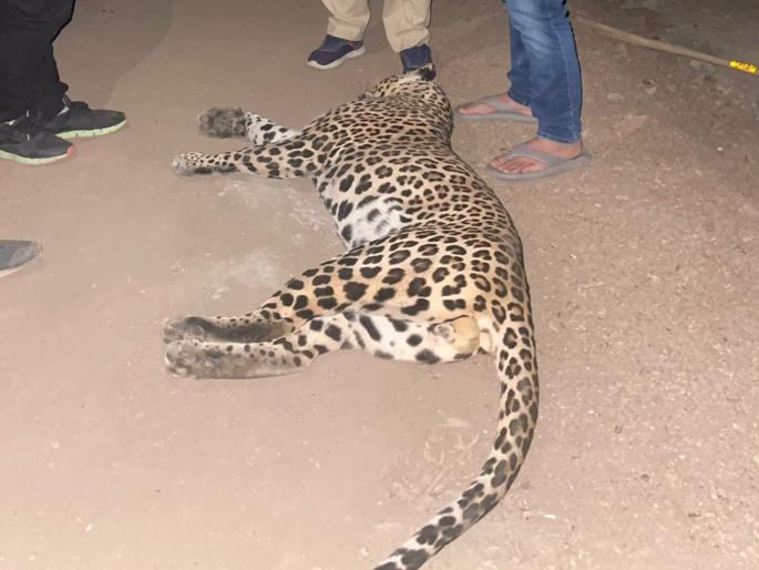 A leopard found twice in Chauka Ghat died after being hit by a vehicle | चौका घाटात दोनदा आढळून आलेल्या बिबट्याचा वाहनाच्या धडकेत अंत A leopard found twice in Chauka Ghat died after being hit by a vehicle | चौका घाटात दोनदा आढळून आलेल्या बिबट्याचा वाहनाच्या धडकेत अंत