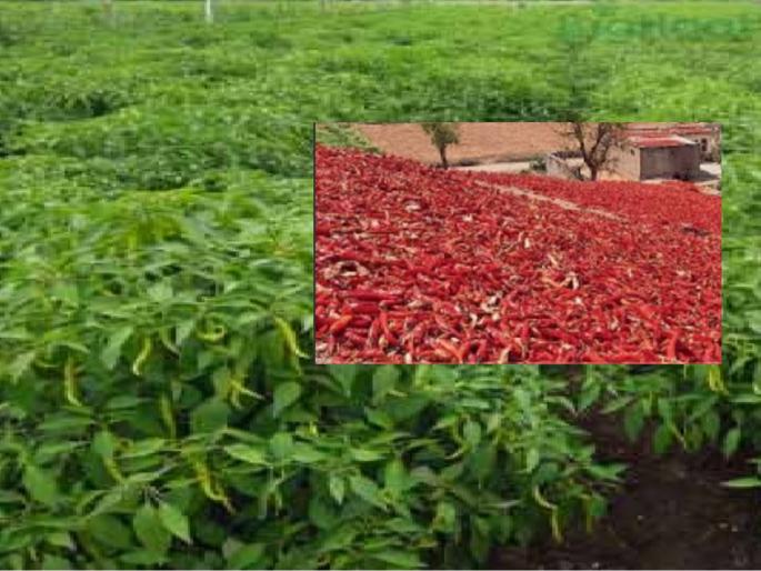 Sillod's pepper sold at india and abroad; Now the central team will come for GI evaluation | सिल्लोडच्या मिरचीचा ठसका देश-विदेशात; आता जीआय मानांकनासाठी येणार केंद्रीय पथक
