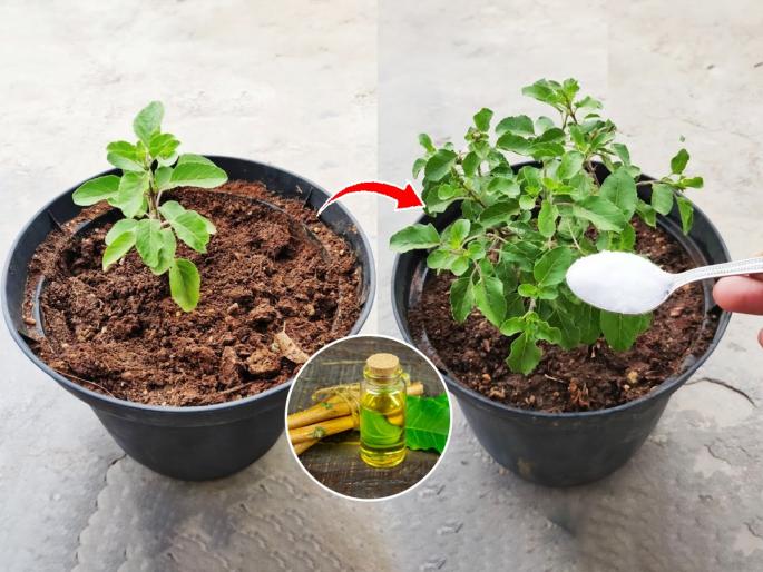 How To Grow Tulsi At Home : Easy Fastest Mothod of Growing Tulsi Mix These Ingredient in Tulsi Soil | तुळस जरा वाढली की लगेच पानं सुकतात? मातीत 'हा' पदार्थ मिसळा, १० दिवसांत बहरेल तुळस
