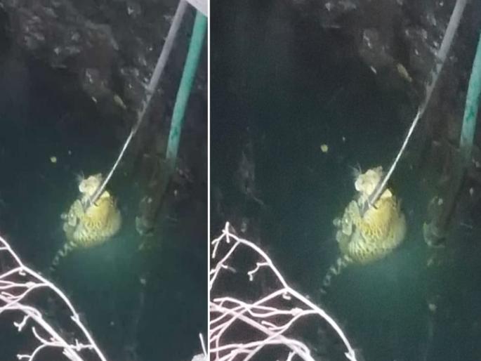Forest Department, Villagers' Efforts Succeed; Rescued after four hours of the leopard that fell in the well | वन विभाग, ग्रामस्थांच्या प्रयत्नांना यश; विहिरीत पडलेल्या बिबट्याची अखेर चार तासानंतर सुटका 